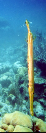 Trumpet Fish