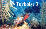 Black Jacks, Tiger Groupers, and Indigo Hamlets