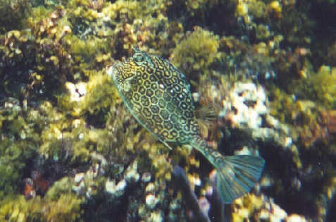 Cowfish