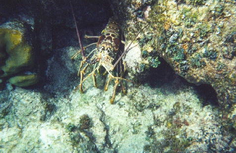 Lobster