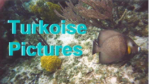 Gray Angelfish
