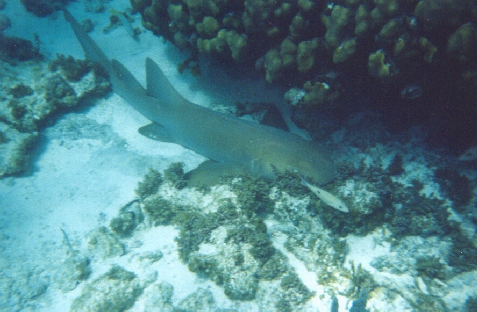 Nurse Shark