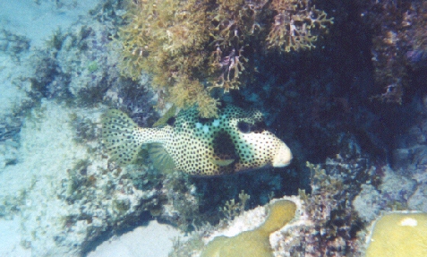 Pufferfish