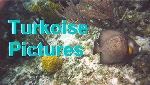 Turkoise Pictures - JoJo the dolphin, Spotted Puffer Fish, Nurse Shark, Lobster, and Honeycomb Cowfish in the British West Indies.