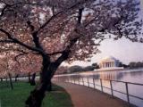 JeffersonMemorial