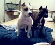 Kain & Alize