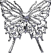 butterfly