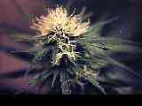 Rasta John's Ganja