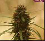 Rasta John's Ganja