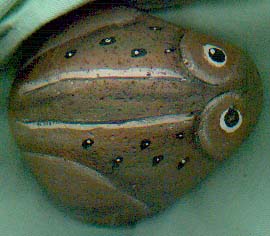 a frog