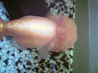 ��� Big