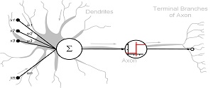 neuron