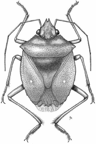 chloro1.jpg (30899 bytes)