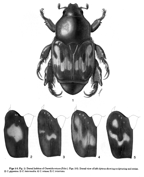 cnemida.JPG (125051 bytes)