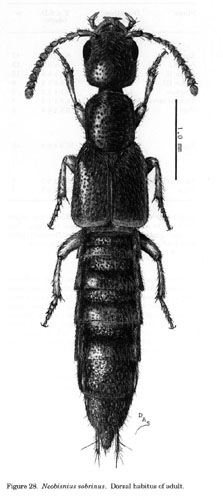 neobisnius.JPG (25322 bytes)