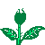 The white rose...