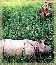 Rhino in chitwan national park
