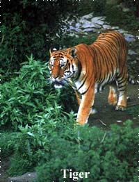 Tiger in bardiya nationsl park