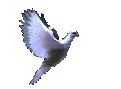 Dove is symbol of Peace