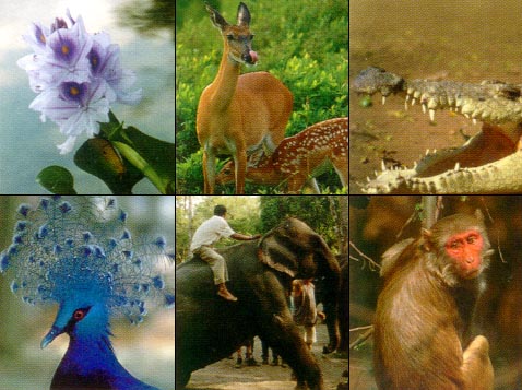 Jungle Safari