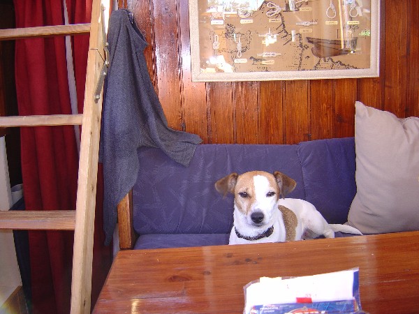 Onze scheepshond quincy