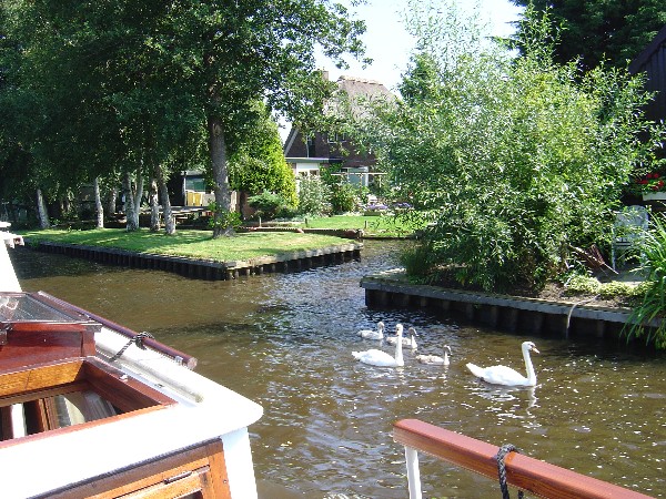 Alle eendjes zwemmen in het water.