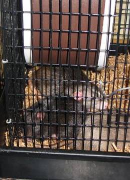 Wonderful examples of lovable OSED rats :)
