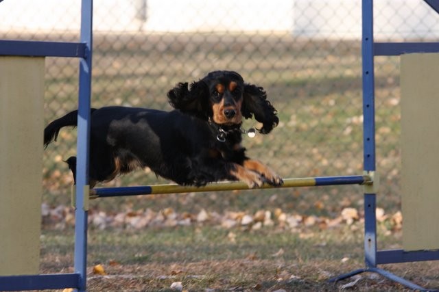 Rusca at agility (November 17th 2007)