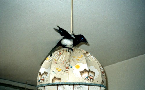 Antonio on my lamp:-) (July 25th, 2002)