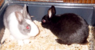 Liquirizia&Buggs Bunny! (March 12th, 1996)