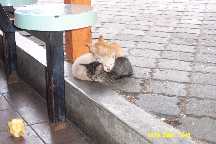 kittens