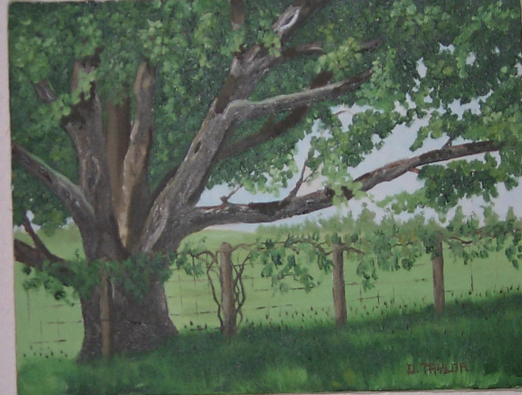 oil of tree in back yard