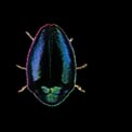 escarabajo.jpg (5157 bytes)