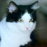 gato2.jpg (6500 bytes)