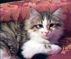 gato3.jpg (14396 bytes)