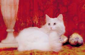 gato4.jpg (10005 bytes)