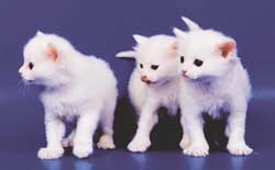 gato5.jpg (8702 bytes)