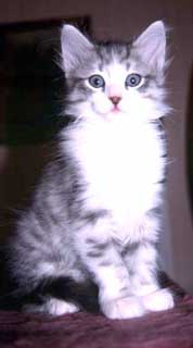 gato6.jpg (10369 bytes)
