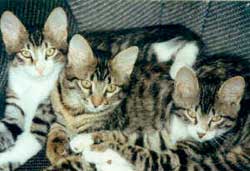 gato7.jpg (16706 bytes)