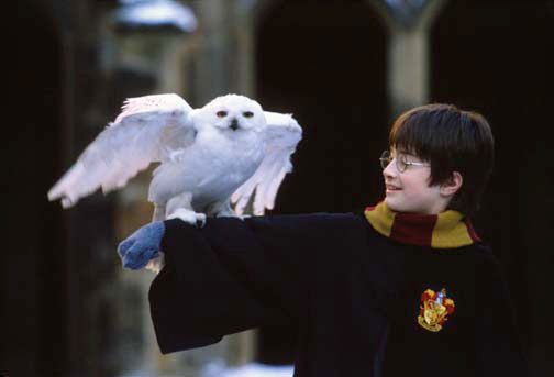 Harry and his pet owl, Hedwig!