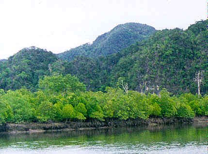 mangroves and limestone