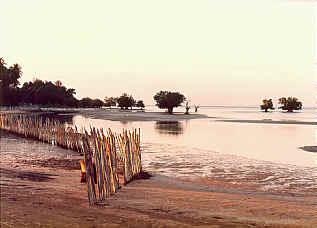mangroves and mud flats