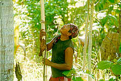 Coconut is harvested using a long bamboo pole with a sharp blade attached to the end