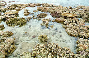 Coral at low tide
