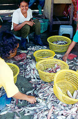 Fish Port Songkhla