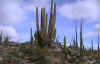 catav_cact.jpg (66407 bytes)