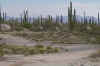 cc5.jpg (49654 bytes)