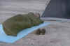 pasha_sleep.jpg (42854 bytes)
