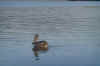 pelikan3.jpg (117009 bytes)