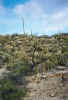 plant3.jpg (64232 bytes)
